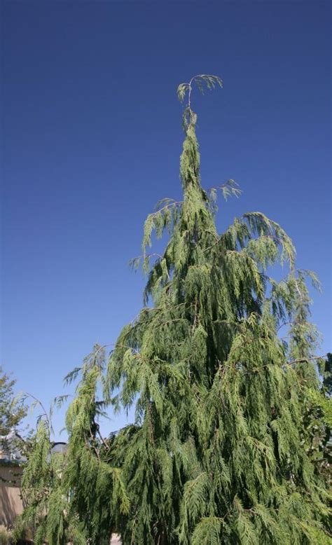 Photo Of The Entire Plant Of Weeping Alaska Cedar Xanthocyparis