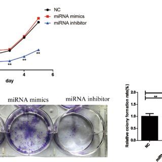 Cell Proliferation And Colony Forming Ability Of Mda Mb Cells A