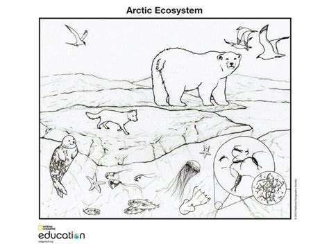 20 Ecosystem Coloring Pages Printable Coloring Pages