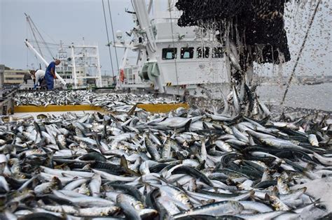 銚子漁港、12年連続の水揚げ日本一確実 イワシ好調もサンマはゼロ 千葉日報オンライン