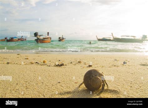 Hermit Crab On White Sand Beach Sun Light Background Stock Photo Alamy