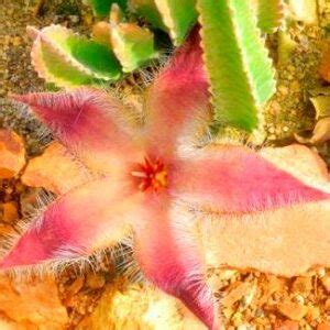 Stapelia Grandiflora Carrion Plant Starfish Flower Starfish Cactus