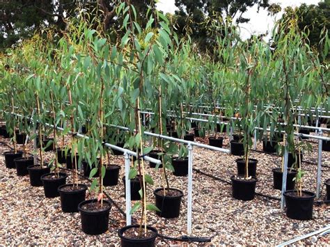 Eucalyptus pauciflora | Wholesale Nursery - Nurseries in Melbourne ...