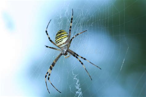 Aranha Da Vespa Bruennichi Do Argiope Foto De Stock Imagem De Rede