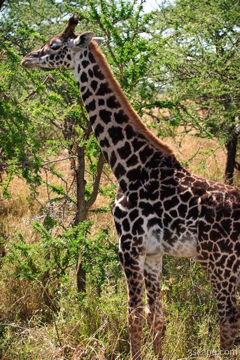 Masai Giraffe Photograph - Landscape & Travel Photography for Sale by ...