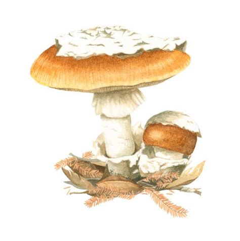 Shaggy Mane Mushroom | Botanical drawings, Mushroom art, Stuffed mushrooms