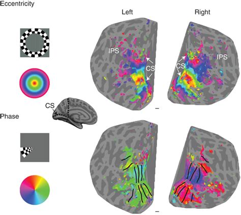 The Retinotopic Mapping Stimuli And Resulting Fmri Activations In The