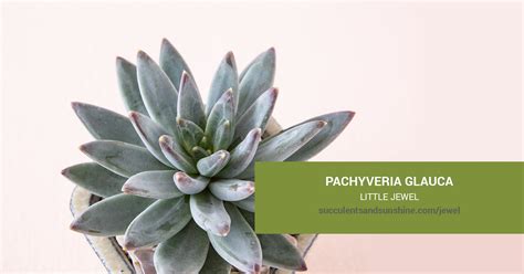 Pachyveria glauca 'Little Jewel' | Succulents and Sunshine