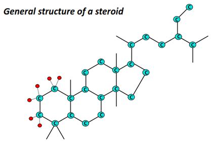 Are lipids Polar or Nonpolar? - Polarity of Lipids