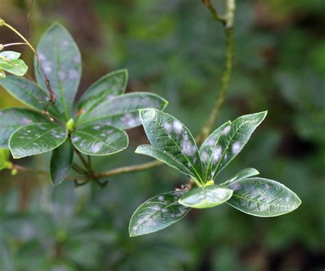 Azalea diseases: expert tips for spotting and solving issues | Homes ...