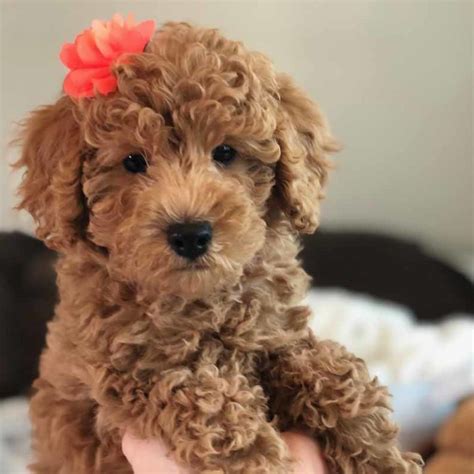 45 Best Images Labradoodle Puppies For Sale Near Me Micro Labradoodle