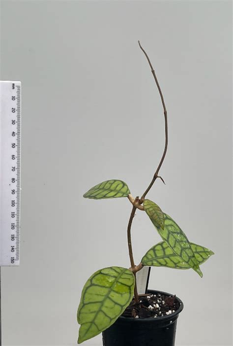 Hoya callistophylla (Kalimantan) - Plantae Orchids and Rare Plants