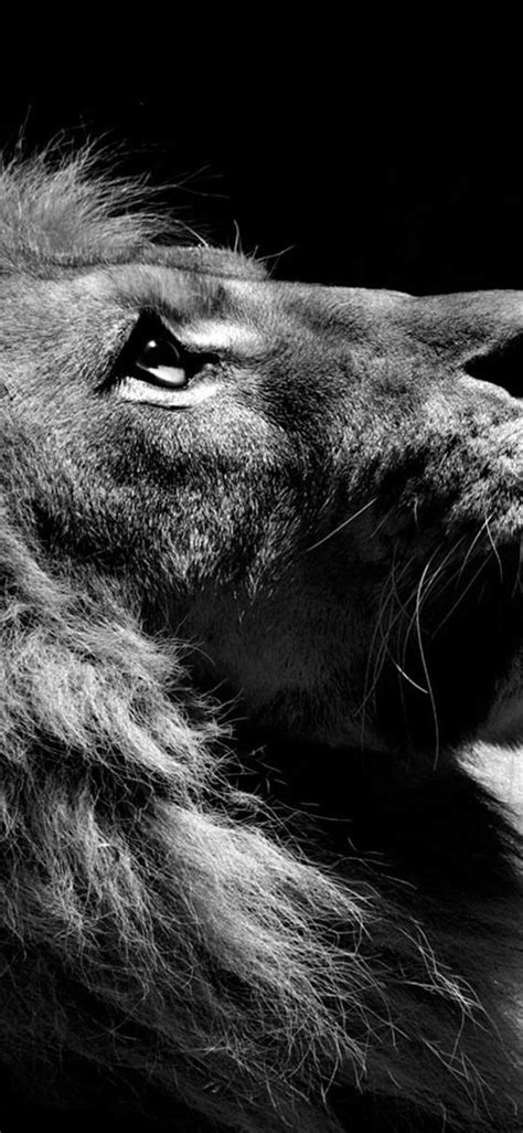 1125x2436 Lion Black And White Iphone Xsiphone 10iphone X Hd 4k