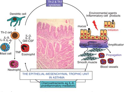 Figure 2 from The airway epithelium is central to the pathogenesis of ...