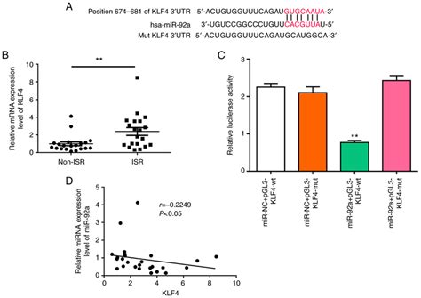 Mir A Promotes Klf Expression By Targeting Its Utr A The