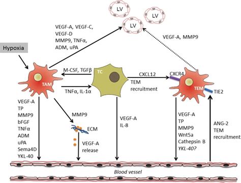 Cross Talk Between Macrophages Tumor Cells And Endothelium During