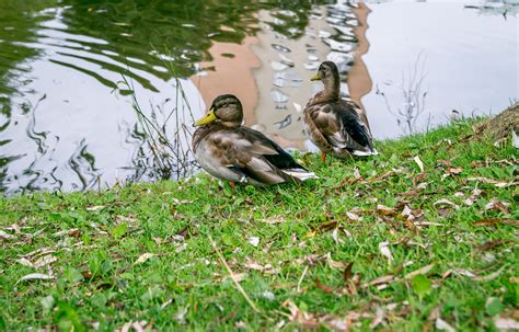 Fotos Gratis Agua Naturaleza P Jaro Lago Estanque Fauna