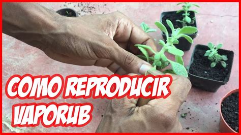 COMO REPRODUCIR VAPORUB VICK VAPORUB Planta Medicinal YouTube