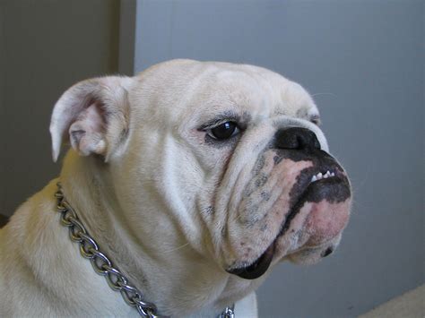 English Bulldog - My Doggy Rocks