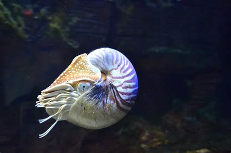 軟体動物：やわらか水族館