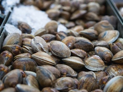 7 Intriguing Clam Facts You Never Knew