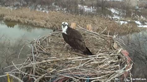 EarthCam - Osprey Cam | Osprey nest, Osprey, Longmont