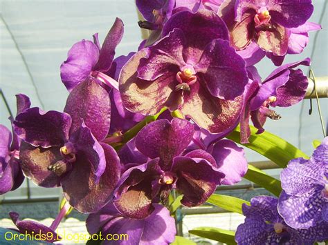 Orchids Flowers Pictures Bulbophyllum Vanda Cattleya Cymbidium ...