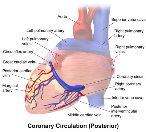 Coronary circulation - Wikipedia | Coronary circulation, Coronary ...