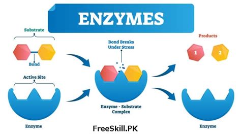 Enzymes Its Structure And Characteristics Freeskillpk