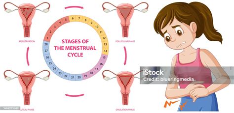 Infographic Of Stages Of The Menstrual Cycle Stock Illustration ...