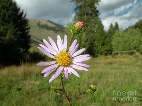 Purple Shasta Daisy Photograph by Christina Stanley | Pixels