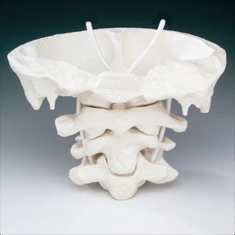 Matthews DMU Bookstore : Giant Atlas / Axis Vertebrae Model