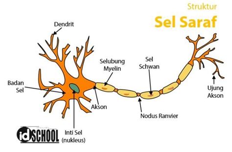 Sel Saraf: Struktur, Bentuk, dan Jenis – idschool.net