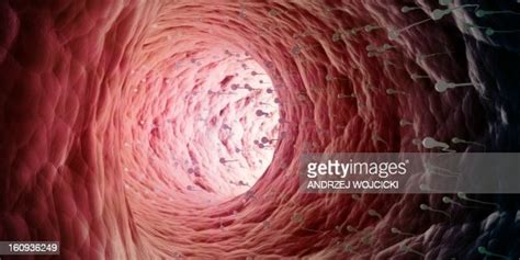 Human Sperm Cells Artwork High Res Vector Graphic Getty Images