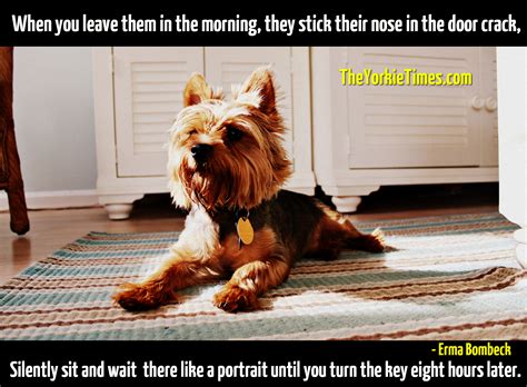 Funny Yorkie Quotes. QuotesGram
