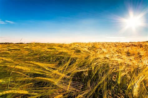 Campo De Cebada Al Atardecer Foto Premium