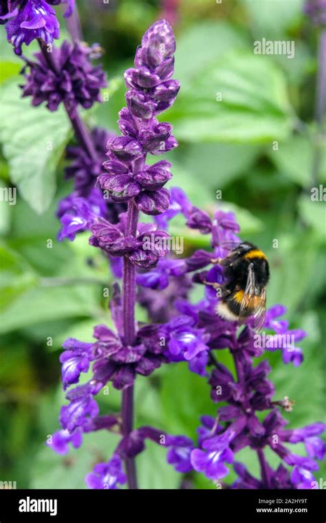 Salvia Big Blue Bumblebee On Flower Stock Photo Alamy