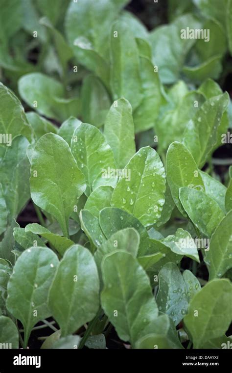 Spinach Spinacia Oleracea Stock Photo Alamy