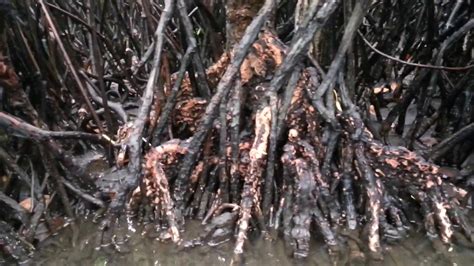 මද ගග කඩලන Madu River Mangroves Madu River Boat Ride YouTube