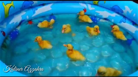 Keseruan Anak Bebek Yang Imut Dan Lucu Sedang Berenang Youtube