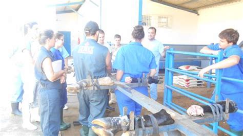 97º Curso de Cirurgias em Bovinos a Campo 24 03 17 CPT Cursos Presenciais