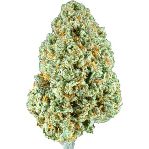 Ricky Bobby - holy city farms