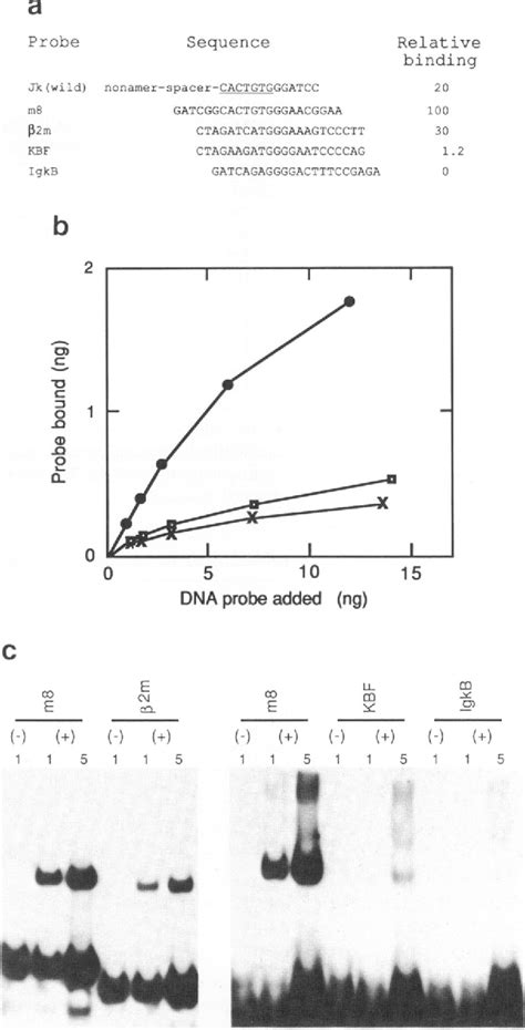 Figure From Recognition Sequence Of A Highly Conserved Dna Binding