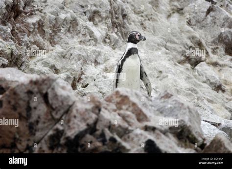 Humboldt Penguin Islas Ballestas Islands Peru Stock Photo Alamy