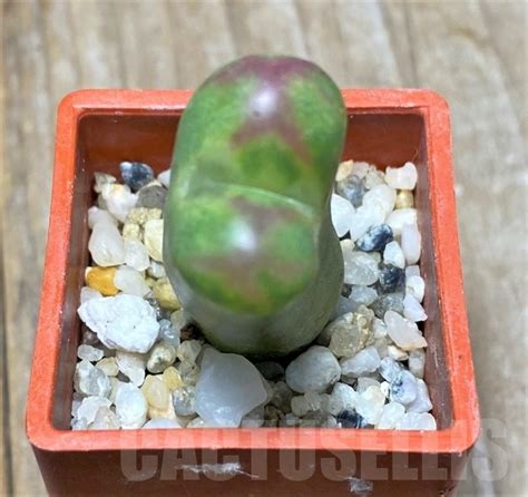 SHPR14604 Conophytum maughanii x uviforme Кактус онлайн