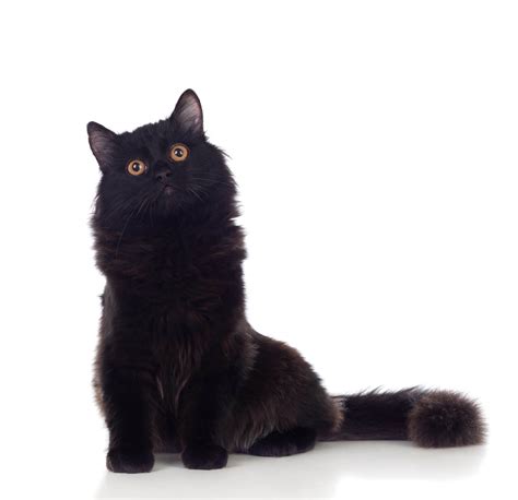 List of Black Cat Breeds [With Pictures]