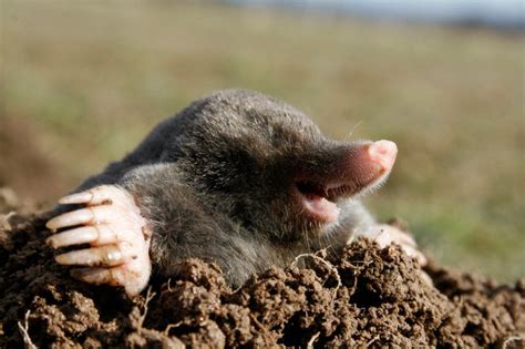 Happy Mole is Happy :) | Mole, Animals, Mammals