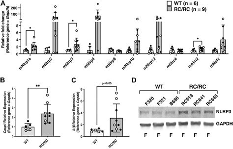 Frontiers Caspase And The Inflammasome Promote Polycystic Kidney