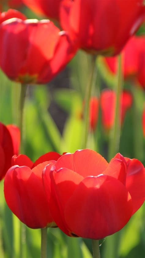 Red Tulips 4k Wallpapers Hd Wallpapers Id 19309