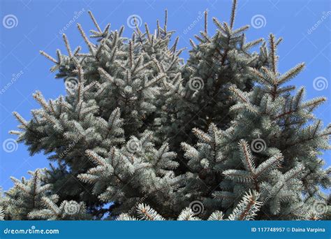 Colorado Blue Spruce Tree Close-Up. Christmas Tree Stock Image - Image ...